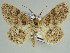  ( - BC ZSM Lep 46680)  @11 [ ] CreativeCommons - Attribution Non-Commercial Share-Alike (2010) Axel Hausmann/Bavarian State Collection of Zoology (ZSM) SNSB, Zoologische Staatssammlung Muenchen