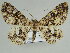  ( - BC ZSM Lep 46681)  @11 [ ] CreativeCommons - Attribution Non-Commercial Share-Alike (2010) Axel Hausmann/Bavarian State Collection of Zoology (ZSM) SNSB, Zoologische Staatssammlung Muenchen