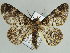  (Cleora herbuloti phaea - BC ZSM Lep 46682)  @11 [ ] CreativeCommons - Attribution Non-Commercial Share-Alike (2010) Axel Hausmann/Bavarian State Collection of Zoology (ZSM) SNSB, Zoologische Staatssammlung Muenchen