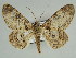  (Cleora herbuloti - BC ZSM Lep 46683)  @14 [ ] CreativeCommons - Attribution Non-Commercial Share-Alike (2010) Axel Hausmann/Bavarian State Collection of Zoology (ZSM) SNSB, Zoologische Staatssammlung Muenchen
