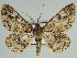 ( - BC ZSM Lep 46685)  @11 [ ] CreativeCommons - Attribution Non-Commercial Share-Alike (2010) Axel Hausmann/Bavarian State Collection of Zoology (ZSM) SNSB, Zoologische Staatssammlung Muenchen