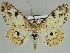  ( - BC ZSM Lep 46689)  @11 [ ] CreativeCommons - Attribution Non-Commercial Share-Alike (2010) Axel Hausmann/Bavarian State Collection of Zoology (ZSM) SNSB, Zoologische Staatssammlung Muenchen