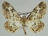  ( - BC ZSM Lep 46692)  @11 [ ] CreativeCommons - Attribution Non-Commercial Share-Alike (2010) Axel Hausmann/Bavarian State Collection of Zoology (ZSM) SNSB, Zoologische Staatssammlung Muenchen