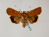  (Noctua atlantica - BC ZSM Lep 48502)  @13 [ ] CreativeCommons - Attribution Non-Commercial Share-Alike (2010) Axel Hausmann/Bavarian State Collection of Zoology (ZSM) SNSB, Zoologische Staatssammlung Muenchen