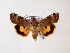  ( - BC ZSM Lep 48504)  @13 [ ] CreativeCommons - Attribution Non-Commercial Share-Alike (2010) Axel Hausmann/Bavarian State Collection of Zoology (ZSM) SNSB, Zoologische Staatssammlung Muenchen