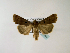  ( - BC ZSM Lep 48509)  @13 [ ] CreativeCommons - Attribution Non-Commercial Share-Alike (2010) Axel Hausmann/Bavarian State Collection of Zoology (ZSM) SNSB, Zoologische Staatssammlung Muenchen