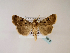  (Agrotis trux - BC ZSM Lep 48510)  @13 [ ] CreativeCommons - Attribution Non-Commercial Share-Alike (2010) Axel Hausmann/Bavarian State Collection of Zoology (ZSM) SNSB, Zoologische Staatssammlung Muenchen