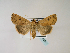  (Xestia mejiasi - BC ZSM Lep 48511)  @13 [ ] CreativeCommons - Attribution Non-Commercial Share-Alike (2010) Axel Hausmann/Bavarian State Collection of Zoology (ZSM) SNSB, Zoologische Staatssammlung Muenchen