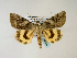  ( - BC ZSM Lep 48520)  @14 [ ] CreativeCommons - Attribution Non-Commercial Share-Alike (2010) Axel Hausmann/Bavarian State Collection of Zoology (ZSM) SNSB, Zoologische Staatssammlung Muenchen