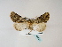  ( - BC ZSM Lep 48524)  @13 [ ] CreativeCommons - Attribution Non-Commercial Share-Alike (2010) Axel Hausmann/Bavarian State Collection of Zoology (ZSM) SNSB, Zoologische Staatssammlung Muenchen
