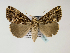  ( - BC ZSM Lep 48530)  @13 [ ] CreativeCommons - Attribution Non-Commercial Share-Alike (2010) Axel Hausmann/Bavarian State Collection of Zoology (ZSM) SNSB, Zoologische Staatssammlung Muenchen
