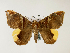  (Achaea praestans - BC ZSM Lep 48531)  @14 [ ] CreativeCommons - Attribution Non-Commercial Share-Alike (2010) Axel Hausmann/Bavarian State Collection of Zoology (ZSM) SNSB, Zoologische Staatssammlung Muenchen