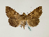  (Tavia - BC ZSM Lep 48532)  @13 [ ] CreativeCommons - Attribution Non-Commercial Share-Alike (2010) Axel Hausmann/Bavarian State Collection of Zoology (ZSM) SNSB, Zoologische Staatssammlung Muenchen