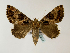 (Tolna burdoni - BC ZSM Lep 48533)  @14 [ ] CreativeCommons - Attribution Non-Commercial Share-Alike (2010) Axel Hausmann/Bavarian State Collection of Zoology (ZSM) SNSB, Zoologische Staatssammlung Muenchen