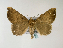  (Achaea albiciliaGB01Et - BC ZSM Lep 48535)  @14 [ ] CreativeCommons - Attribution Non-Commercial Share-Alike (2010) Axel Hausmann/Bavarian State Collection of Zoology (ZSM) SNSB, Zoologische Staatssammlung Muenchen