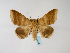  ( - BC ZSM Lep 48536)  @14 [ ] CreativeCommons - Attribution Non-Commercial Share-Alike (2010) Axel Hausmann/Bavarian State Collection of Zoology (ZSM) SNSB, Zoologische Staatssammlung Muenchen
