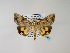  ( - BC ZSM Lep 48543)  @13 [ ] CreativeCommons - Attribution Non-Commercial Share-Alike (2010) Axel Hausmann/Bavarian State Collection of Zoology (ZSM) SNSB, Zoologische Staatssammlung Muenchen