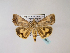  ( - BC ZSM Lep 48544)  @13 [ ] CreativeCommons - Attribution Non-Commercial Share-Alike (2010) Axel Hausmann/Bavarian State Collection of Zoology (ZSM) SNSB, Zoologische Staatssammlung Muenchen