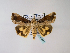  ( - BC ZSM Lep 48545)  @13 [ ] CreativeCommons - Attribution Non-Commercial Share-Alike (2010) Axel Hausmann/Bavarian State Collection of Zoology (ZSM) SNSB, Zoologische Staatssammlung Muenchen