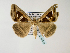  ( - BC ZSM Lep 48548)  @14 [ ] CreativeCommons - Attribution Non-Commercial Share-Alike (2010) Axel Hausmann/Bavarian State Collection of Zoology (ZSM) SNSB, Zoologische Staatssammlung Muenchen