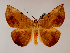  ( - BC ZSM Lep 48562)  @15 [ ] CreativeCommons - Attribution Non-Commercial Share-Alike (2010) Axel Hausmann/Bavarian State Collection of Zoology (ZSM) SNSB, Zoologische Staatssammlung Muenchen