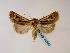  ( - BC ZSM Lep 48563)  @13 [ ] CreativeCommons - Attribution Non-Commercial Share-Alike (2010) Axel Hausmann/Bavarian State Collection of Zoology (ZSM) SNSB, Zoologische Staatssammlung Muenchen