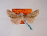  (Agrotis aistleitneri - BC ZSM Lep 48564)  @12 [ ] CreativeCommons - Attribution Non-Commercial Share-Alike (2010) Axel Hausmann/Bavarian State Collection of Zoology (ZSM) SNSB, Zoologische Staatssammlung Muenchen