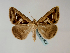  ( - BC ZSM Lep 48575)  @14 [ ] CreativeCommons - Attribution Non-Commercial Share-Alike (2010) Axel Hausmann/Bavarian State Collection of Zoology (ZSM) SNSB, Zoologische Staatssammlung Muenchen