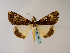  ( - BC ZSM Lep 48579)  @13 [ ] CreativeCommons - Attribution Non-Commercial Share-Alike (2010) Axel Hausmann/Bavarian State Collection of Zoology (ZSM) SNSB, Zoologische Staatssammlung Muenchen
