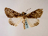  ( - BC ZSM Lep 48582)  @14 [ ] CreativeCommons - Attribution Non-Commercial Share-Alike (2010) Axel Hausmann/Bavarian State Collection of Zoology (ZSM) SNSB, Zoologische Staatssammlung Muenchen