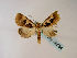  (Anoba trigonosema - BC ZSM Lep 48584)  @13 [ ] CreativeCommons - Attribution Non-Commercial Share-Alike (2010) Axel Hausmann/Bavarian State Collection of Zoology (ZSM) SNSB, Zoologische Staatssammlung Muenchen