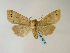 ( - BC ZSM Lep 48587)  @13 [ ] CreativeCommons - Attribution Non-Commercial Share-Alike (2010) Axel Hausmann/Bavarian State Collection of Zoology (ZSM) SNSB, Zoologische Staatssammlung Muenchen