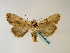 ( - BC ZSM Lep 48593)  @12 [ ] CreativeCommons - Attribution Non-Commercial Share-Alike (2010) Axel Hausmann/Bavarian State Collection of Zoology (ZSM) SNSB, Zoologische Staatssammlung Muenchen