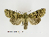  (Griposia skyvai - BC ZSM Lep 48595)  @11 [ ] CreativeCommons - Attribution Non-Commercial Share-Alike (2010) Axel Hausmann/Bavarian State Collection of Zoology (ZSM) SNSB, Zoologische Staatssammlung Muenchen