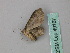  ( - BC ZSM Lep 49167)  @12 [ ] CreativeCommons - Attribution Non-Commercial Share-Alike (2010) Axel Hausmann/Bavarian State Collection of Zoology (ZSM) SNSB, Zoologische Staatssammlung Muenchen