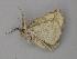  ( - BC ZSM Lep 49168)  @12 [ ] CreativeCommons - Attribution Non-Commercial Share-Alike (2010) Axel Hausmann/Bavarian State Collection of Zoology (ZSM) SNSB, Zoologische Staatssammlung Muenchen