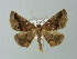  (Pero AM01Br - BC ZSM Lep 49169)  @13 [ ] CreativeCommons - Attribution Non-Commercial Share-Alike (2012) Axel Hausmann/Bavarian State Collection of Zoology (ZSM) SNSB, Zoologische Staatssammlung Muenchen