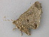  ( - BC ZSM Lep 49170)  @13 [ ] CreativeCommons - Attribution Non-Commercial Share-Alike (2010) Axel Hausmann/Bavarian State Collection of Zoology (ZSM) SNSB, Zoologische Staatssammlung Muenchen