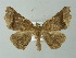  (Pero AH03Br - BC ZSM Lep 49170)  @15 [ ] CreativeCommons - Attribution Non-Commercial Share-Alike (2012) Axel Hausmann/Bavarian State Collection of Zoology (ZSM) SNSB, Zoologische Staatssammlung Muenchen