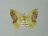  ( - BC ZSM Lep 49172)  @13 [ ] CreativeCommons - Attribution Non-Commercial Share-Alike (2012) Axel Hausmann/Bavarian State Collection of Zoology (ZSM) SNSB, Zoologische Staatssammlung Muenchen