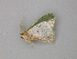  ( - BC ZSM Lep 49174)  @12 [ ] CreativeCommons - Attribution Non-Commercial Share-Alike (2010) Axel Hausmann/Bavarian State Collection of Zoology (ZSM) SNSB, Zoologische Staatssammlung Muenchen