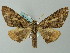  (Pero AH06Br - BC ZSM Lep 49177)  @13 [ ] CreativeCommons - Attribution Non-Commercial Share-Alike (2012) Axel Hausmann/Bavarian State Collection of Zoology (ZSM) SNSB, Zoologische Staatssammlung Muenchen
