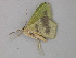  ( - BC ZSM Lep 49179)  @13 [ ] CreativeCommons - Attribution Non-Commercial Share-Alike (2010) Axel Hausmann/Bavarian State Collection of Zoology (ZSM) SNSB, Zoologische Staatssammlung Muenchen