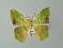  ( - BC ZSM Lep 49179)  @14 [ ] CreativeCommons - Attribution Non-Commercial Share-Alike (2012) Axel Hausmann/Bavarian State Collection of Zoology (ZSM) SNSB, Zoologische Staatssammlung Muenchen
