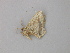  ( - BC ZSM Lep 49181)  @12 [ ] CreativeCommons - Attribution Non-Commercial Share-Alike (2010) Axel Hausmann/Bavarian State Collection of Zoology (ZSM) SNSB, Zoologische Staatssammlung Muenchen