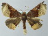  ( - BC ZSM Lep 49185)  @13 [ ] CreativeCommons - Attribution Non-Commercial Share-Alike (2012) Axel Hausmann/Bavarian State Collection of Zoology (ZSM) SNSB, Zoologische Staatssammlung Muenchen