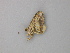  ( - BC ZSM Lep 49188)  @12 [ ] CreativeCommons - Attribution Non-Commercial Share-Alike (2010) Axel Hausmann/Bavarian State Collection of Zoology (ZSM) SNSB, Zoologische Staatssammlung Muenchen