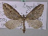 (Chesias legatella - BC ZSM Lep 49195)  @14 [ ] CreativeCommons - Attribution Non-Commercial Share-Alike (2010) Axel Hausmann/Bavarian State Collection of Zoology (ZSM) SNSB, Zoologische Staatssammlung Muenchen
