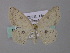  ( - BC ZSM Lep 49196)  @14 [ ] CreativeCommons - Attribution Non-Commercial Share-Alike (2010) Axel Hausmann/Bavarian State Collection of Zoology (ZSM) SNSB, Zoologische Staatssammlung Muenchen