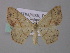  ( - BC ZSM Lep 49197)  @13 [ ] CreativeCommons - Attribution Non-Commercial Share-Alike (2010) Axel Hausmann/Bavarian State Collection of Zoology (ZSM) SNSB, Zoologische Staatssammlung Muenchen
